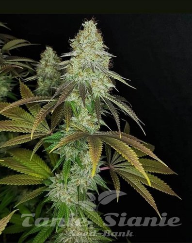 Nasiona Marihuany 818 Headband Aka Sour OG - THE CALI CONNECTION