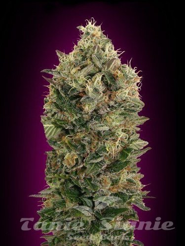 Nasiona Marihuany Auto Black Diesel - ADVANCED SEEDS