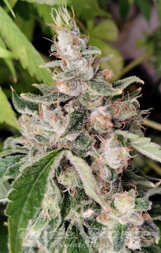 Nasiona Marihuany African Gas - ACE SEEDS