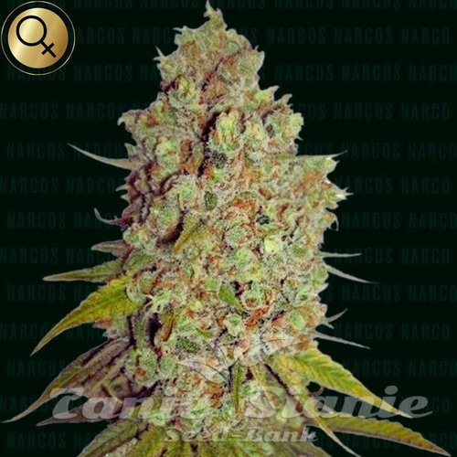 Agent Murphy - NARCOS SEEDS