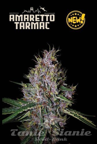 Amaretto Tarmac Auto - SEED STOCKERS