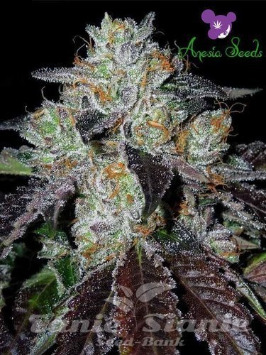 Nasiona Marihuany Purple Domina - ANESIA SEEDS