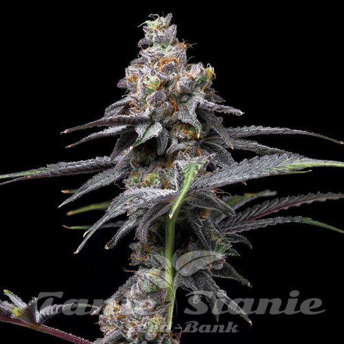 Animal Cake x Hollywood - COOKIES SEEDS