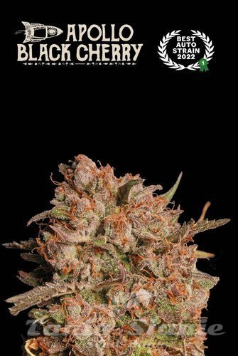 Apollo Black Cherry Auto - SEED STOCKERS