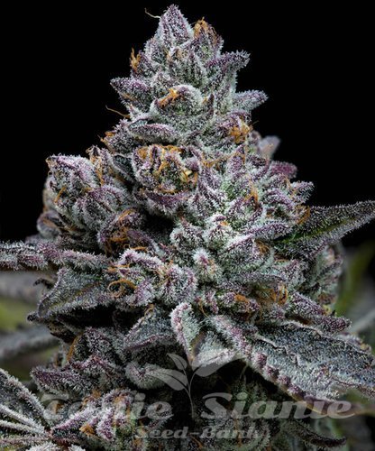 Nasiona Marihuany Apple Fritter - BARNEY'S FARM