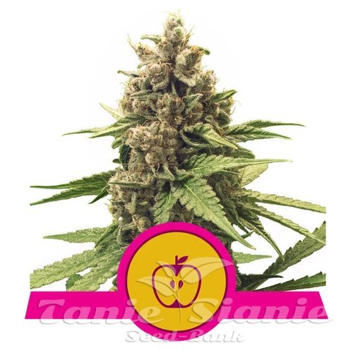 Nasiona Marihuany Apple Fritter - ROYAL QUEEN SEEDS
