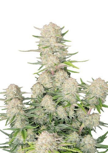 Nasiona Marihuany Apricot Auto - FASTBUDS