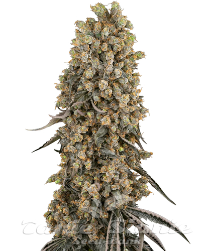 Nasiona Marihuany Atomic Blue Dream - SENSI SEEDS