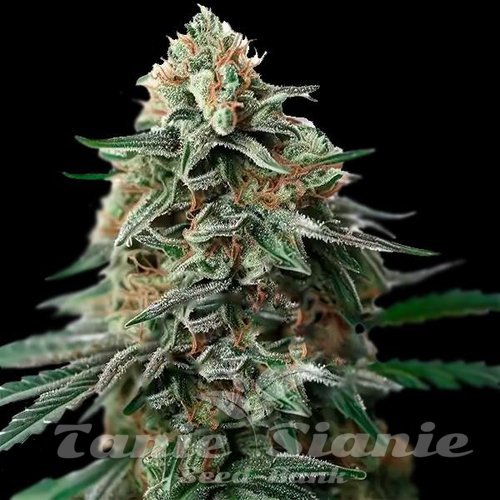 Amnesia Bubba F1 Auto 