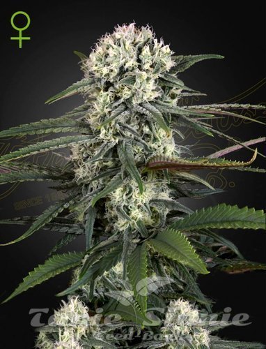 Nasiona Marihuany Auto Bomb - GREEN HOUSE SEEDS