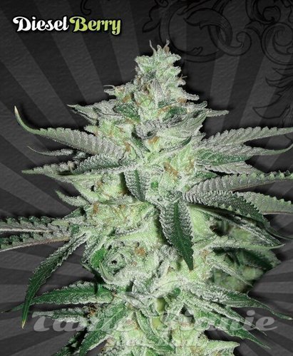 Nasiona Marihuany Diesel Berry Auto - AUTO SEEDS
