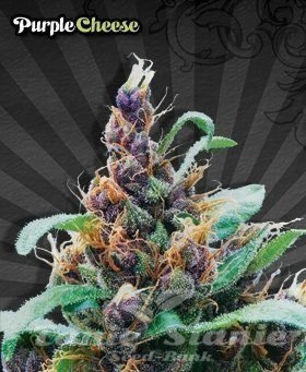 Nasiona Marihuany Purple Stilton - AUTO SEEDS