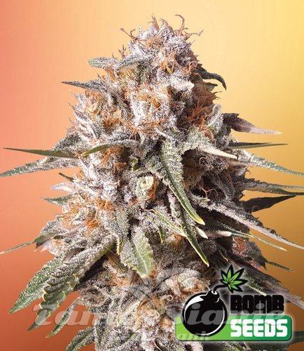 Nasiona Marihuany Baked Bomb Auto - BOMB SEEDS