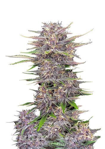 Nasiona Marihuany Banana Purple Punch Auto - FASTBUDS
