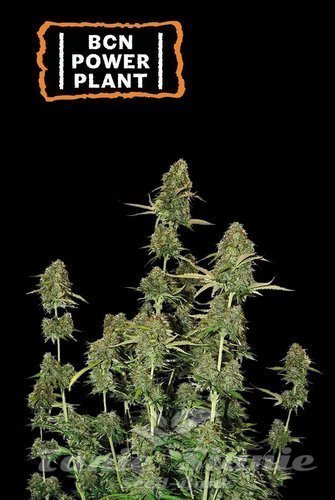 BCN Power Plant Auto - SEED STOCKERS