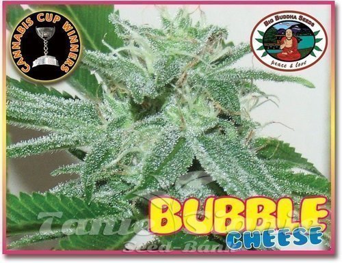 Nasiona Marihuany Bubble Cheese - BIG BUDDHA SEEDS