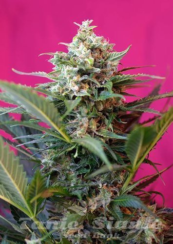Nasiona Marihuany Big Devil XL Autoflowering - SWEET SEEDS
