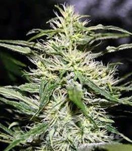 Nasiona Marihuany JACK HERER - Biological Seeds