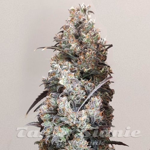 Biscotti Mintz Auto
