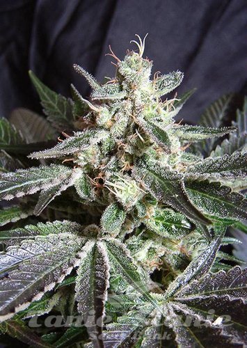 Nasiona Marihuany Black Jack - SWEET SEEDS