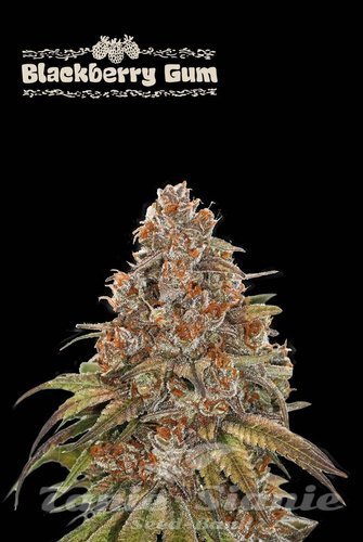 Blackberry Gum Auto - SEED STOCKERS