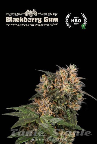 Blackberry Gum - SEED STOCKERS