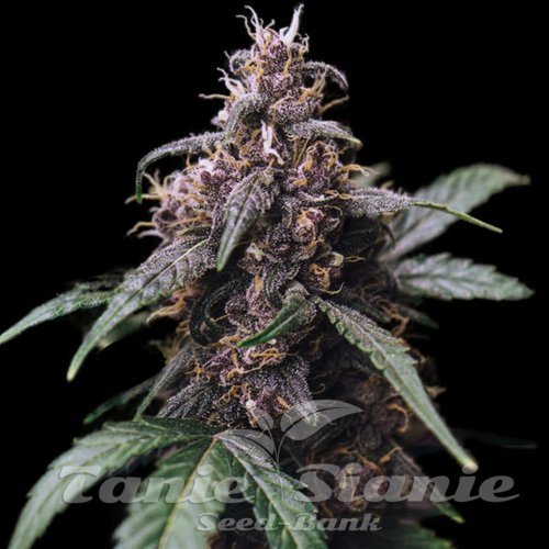 Blue Amnesia Auto
