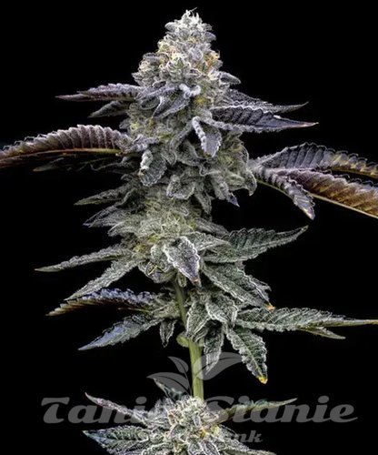 Nasiona Marihuany Blue Dream - BARNEY'S FARM