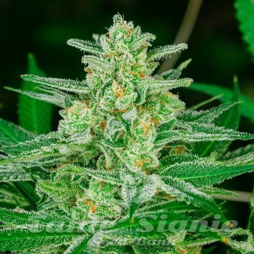 Blue Dream Fast - ATLAS SEEDS