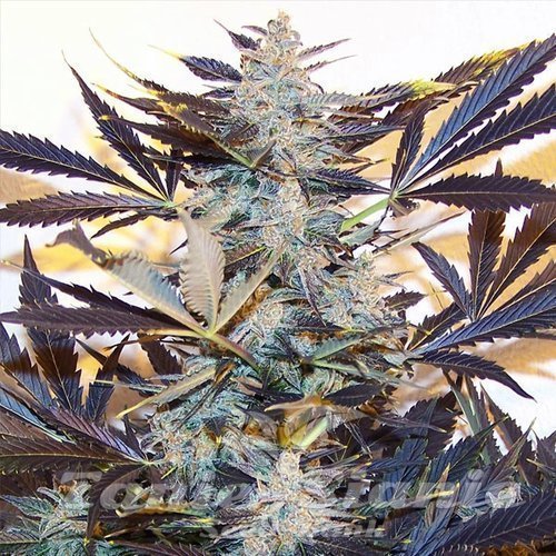 Blue Kush Auto
