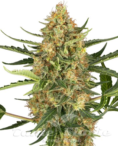 Nasiona Marihuany Blueberry Bubblegum Auto - SENSI SEEDS