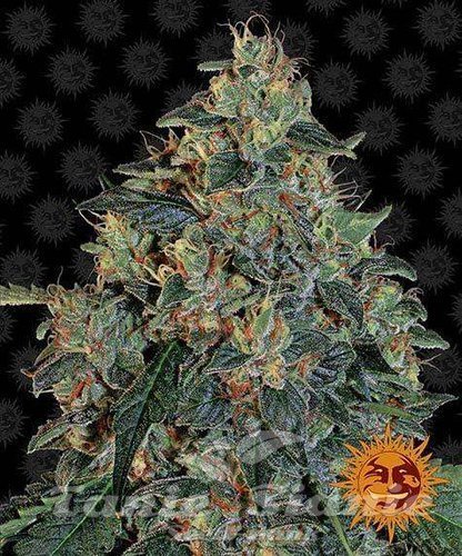 Nasiona Marihuany Blueberry OG - BARNEY'S FARM