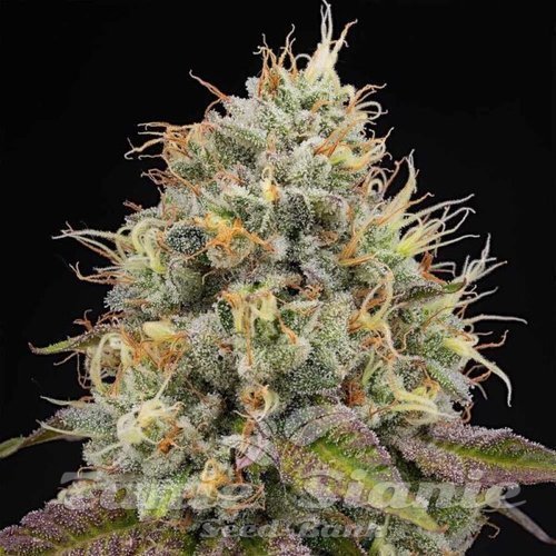 Bruce Banger - BIOGENETIC