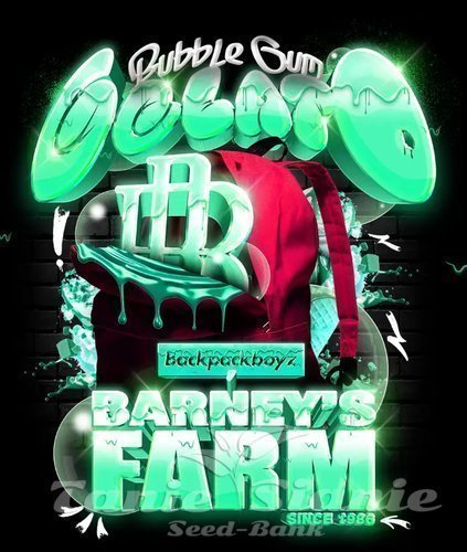 Nasiona Marihuany Bubblegum Gelato - BARNEY'S FARM