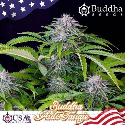 Nasiona Marihuany Buddha Tangie Auto - BUDDHA SEEDS