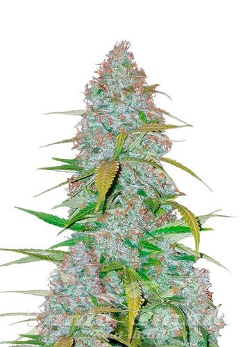 Nasiona Marihuany Californian Snow Auto - FASTBUDS