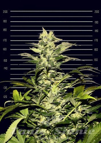 Nasiona Marihuany 5'S - Cannopia