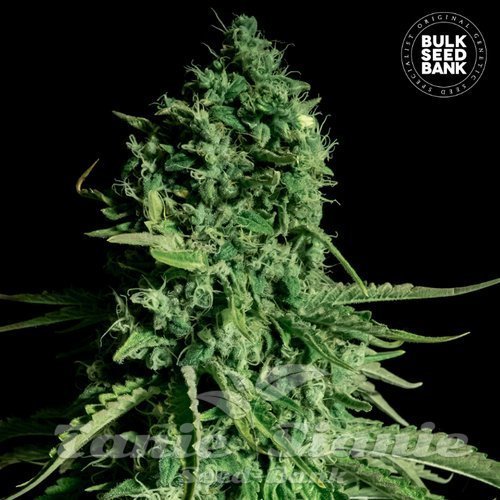 Nasiona Marihuany CBD Cheese - BULK SEED BANK