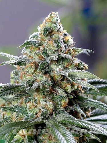 Nasiona Marihuany CBD OG - THE CALI CONNECTION