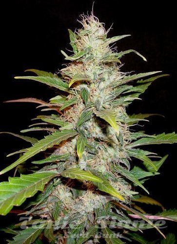Nasiona Marihuany Auto Lavender - CBD Seeds