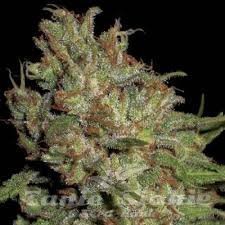 Nasiona Marihuany Domina - CBD Seeds