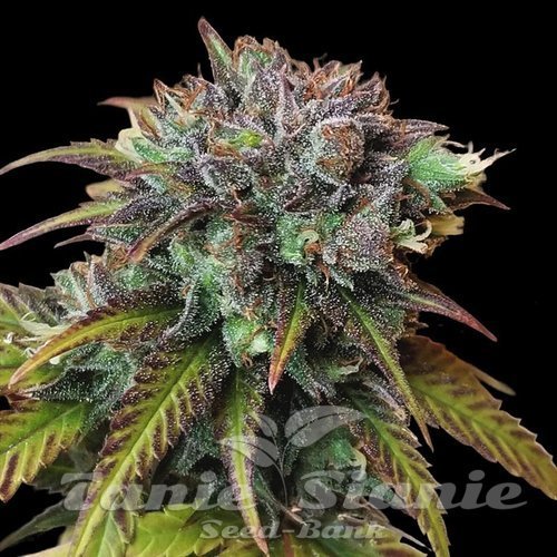 CBD Swiss Chocolate (Odmiana Medyczna)