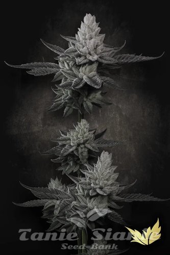 Nasiona Marihuany Chem Cake - PARADISE SEEDS