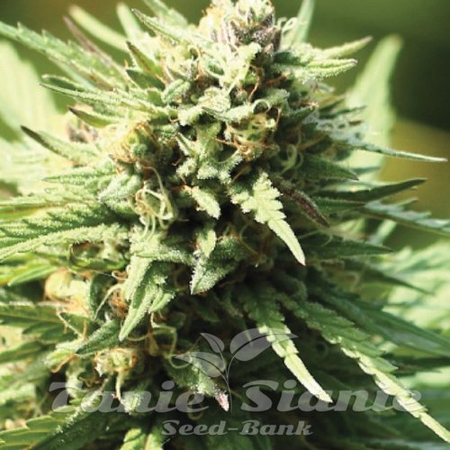Nasiona Marihuany Chernobyl x Stoopid Fruits - WHITE LABEL