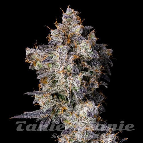 Cherry Zelato - COOKIES SEEDS