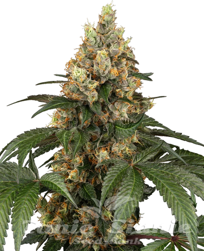 Nasiona Marihuany Chocolate Rainbow XXL - SENSI SEEDS