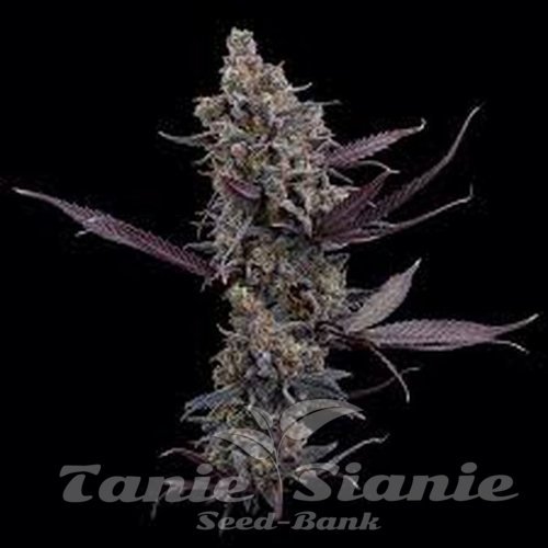 Nasiona Marihuany Cinderella Pineapple - BROTHERS GRIMM SEEDS