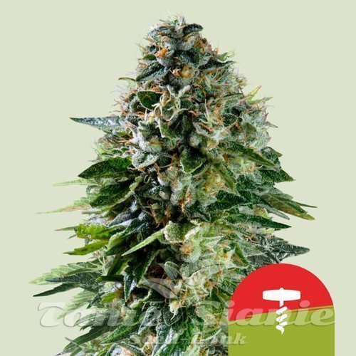 Nasiona Marihuany Corkscrew Auto - ROYAL QUEEN SEEDS X TYSON 2.0