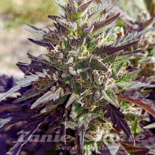 Nasiona Marihuany Crème Bubbly Auto - MEPHISTO GENETICS