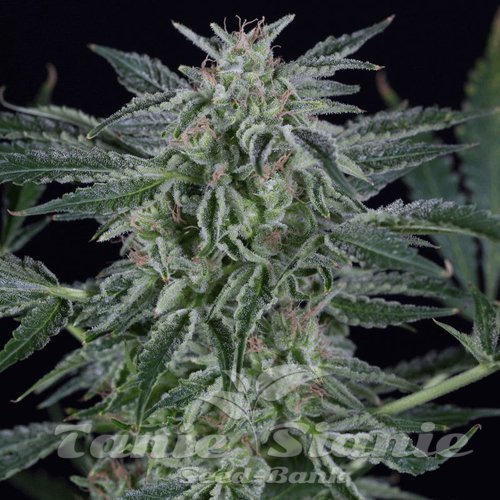 Critical Jack Auto - SILENT SEEDS